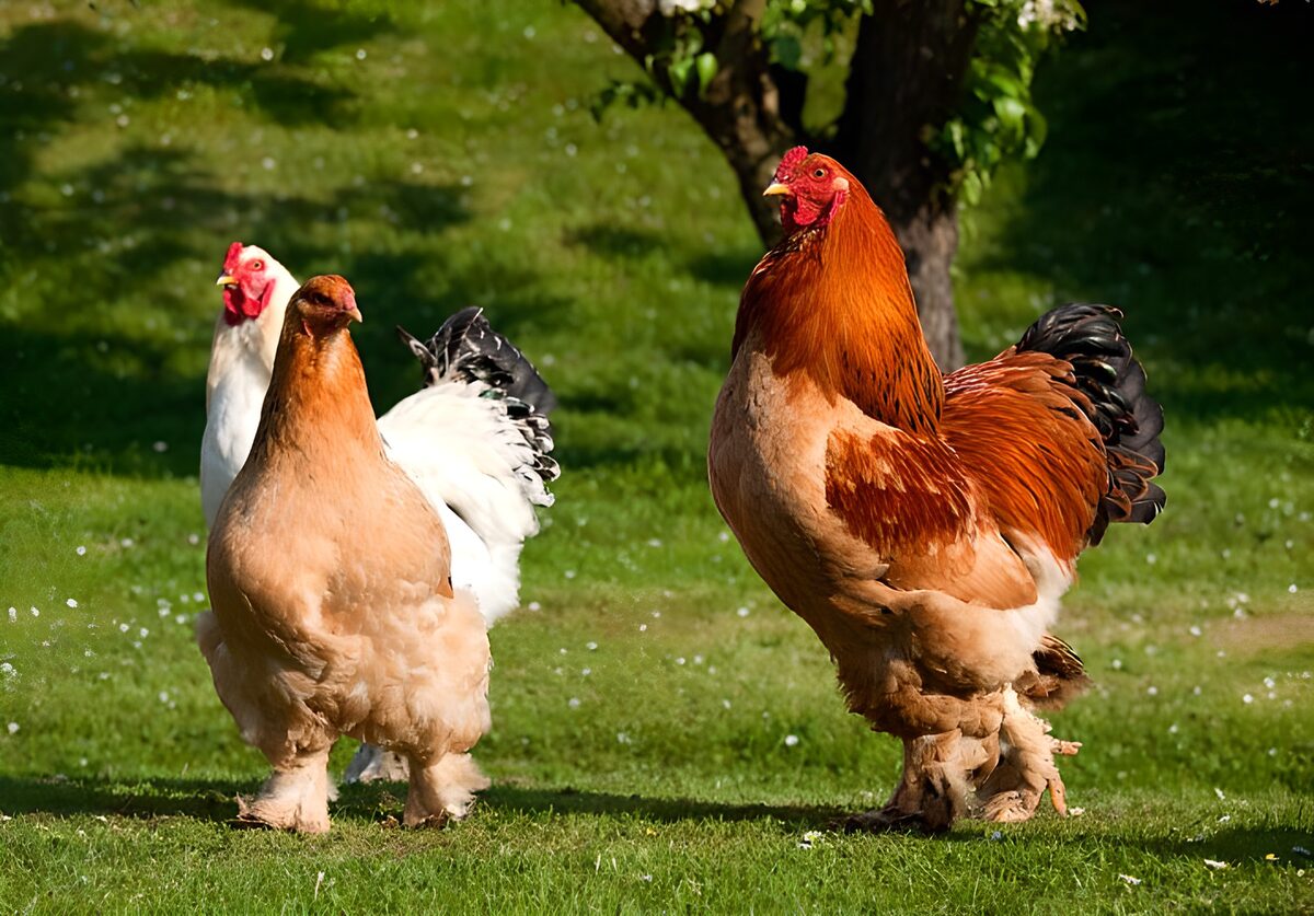 Chickens and cockerel walking across grass