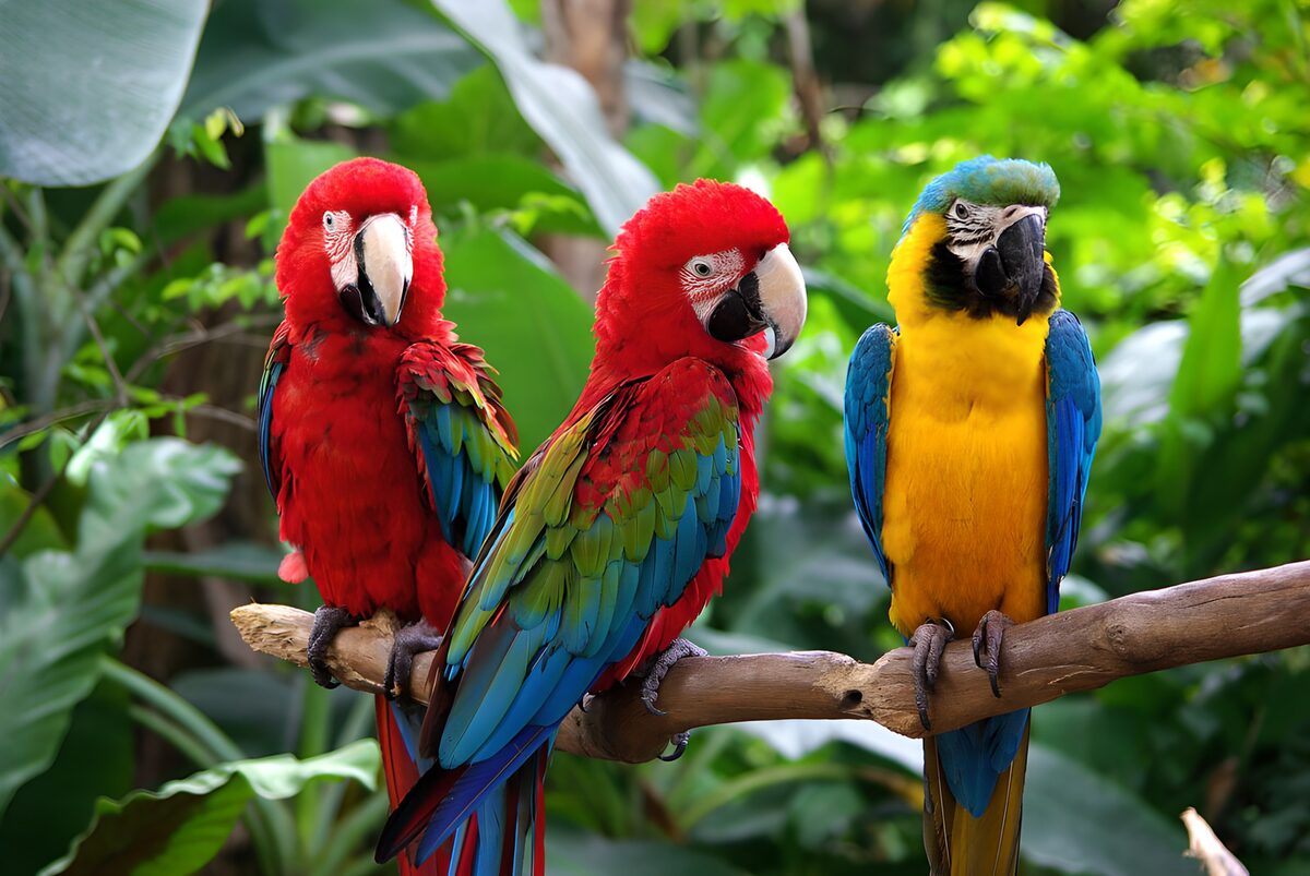 OCUK58019: Colorful Parrots in Tropical Paradise