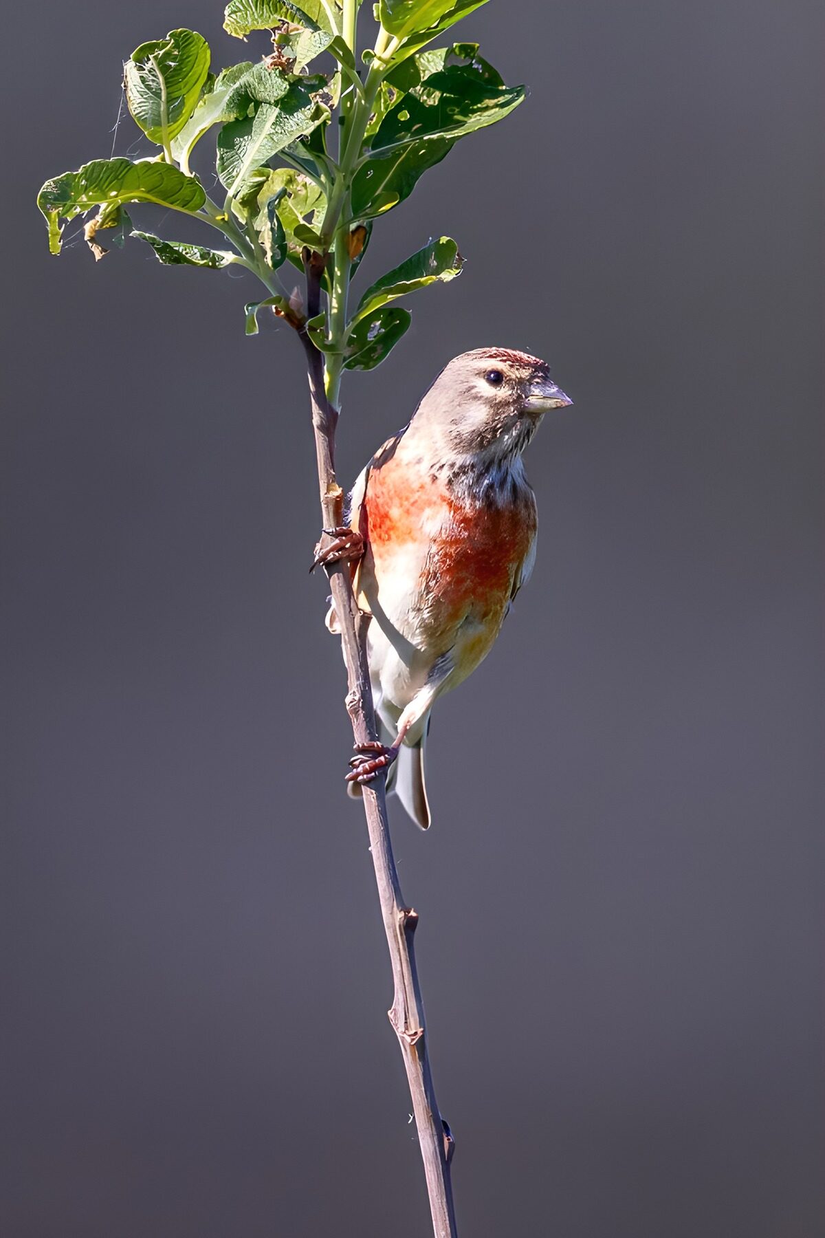 OCUK58677: Finch on a Branch