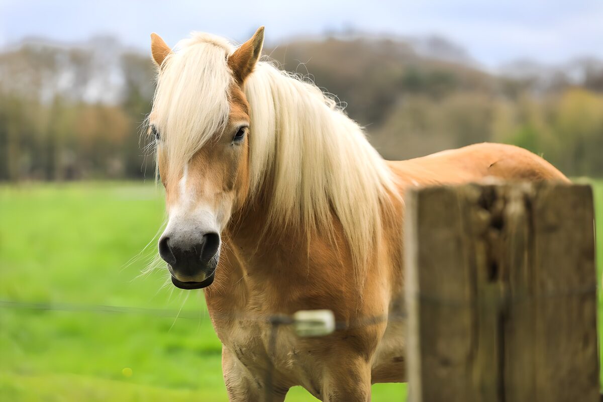 OCUK86329: Majestic Horse in a Green Pasture