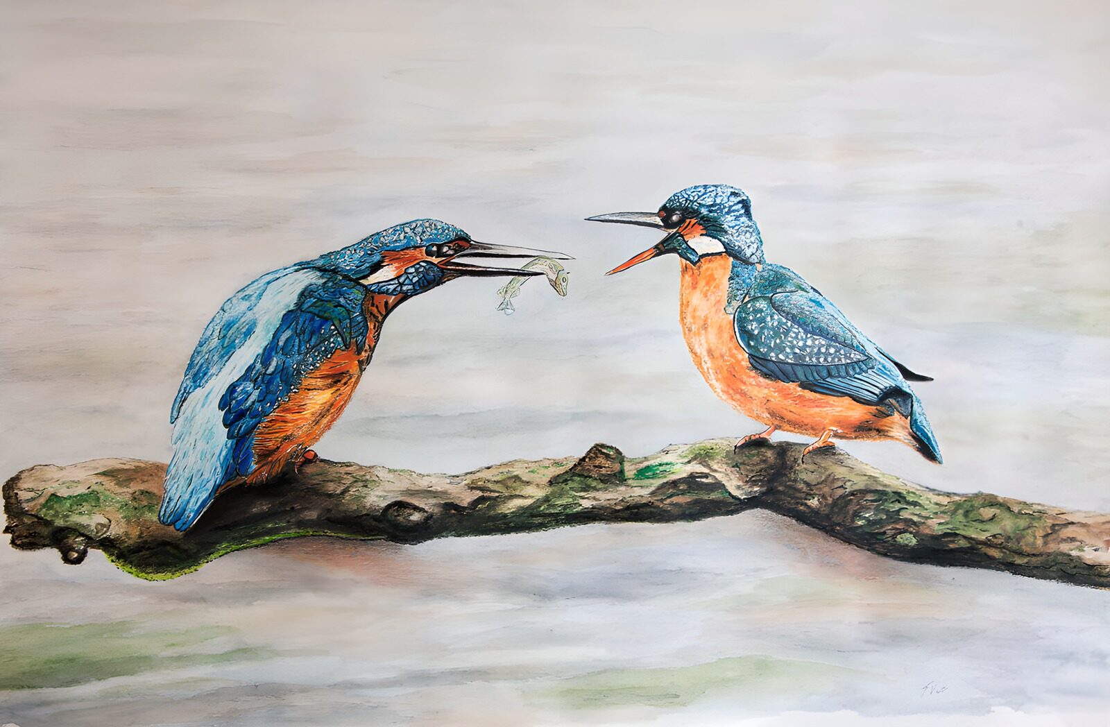 OCUK55552: Colorful Kingfishers Conversation