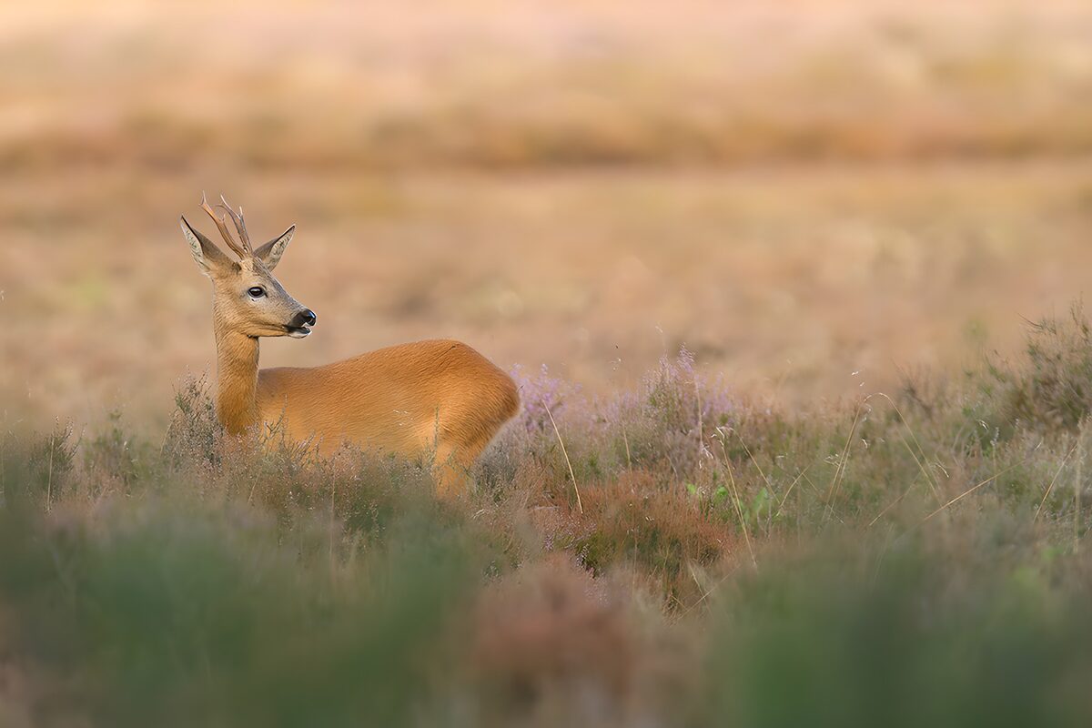 OCUK89870: Graceful Roe Deer in the Meadow