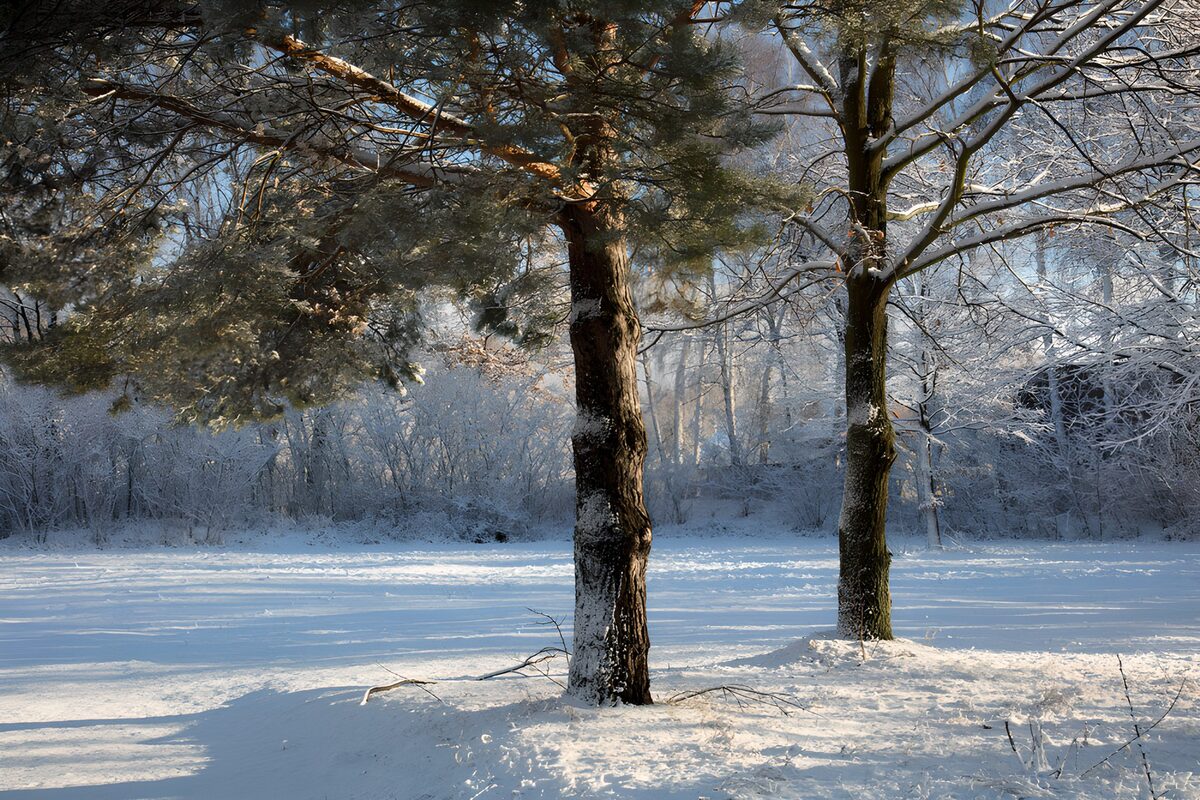 OCUK76955: Winter Serenity in the Forest