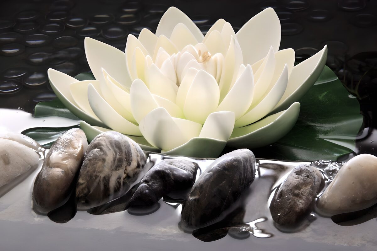 Tranquil Water Lily and Stones