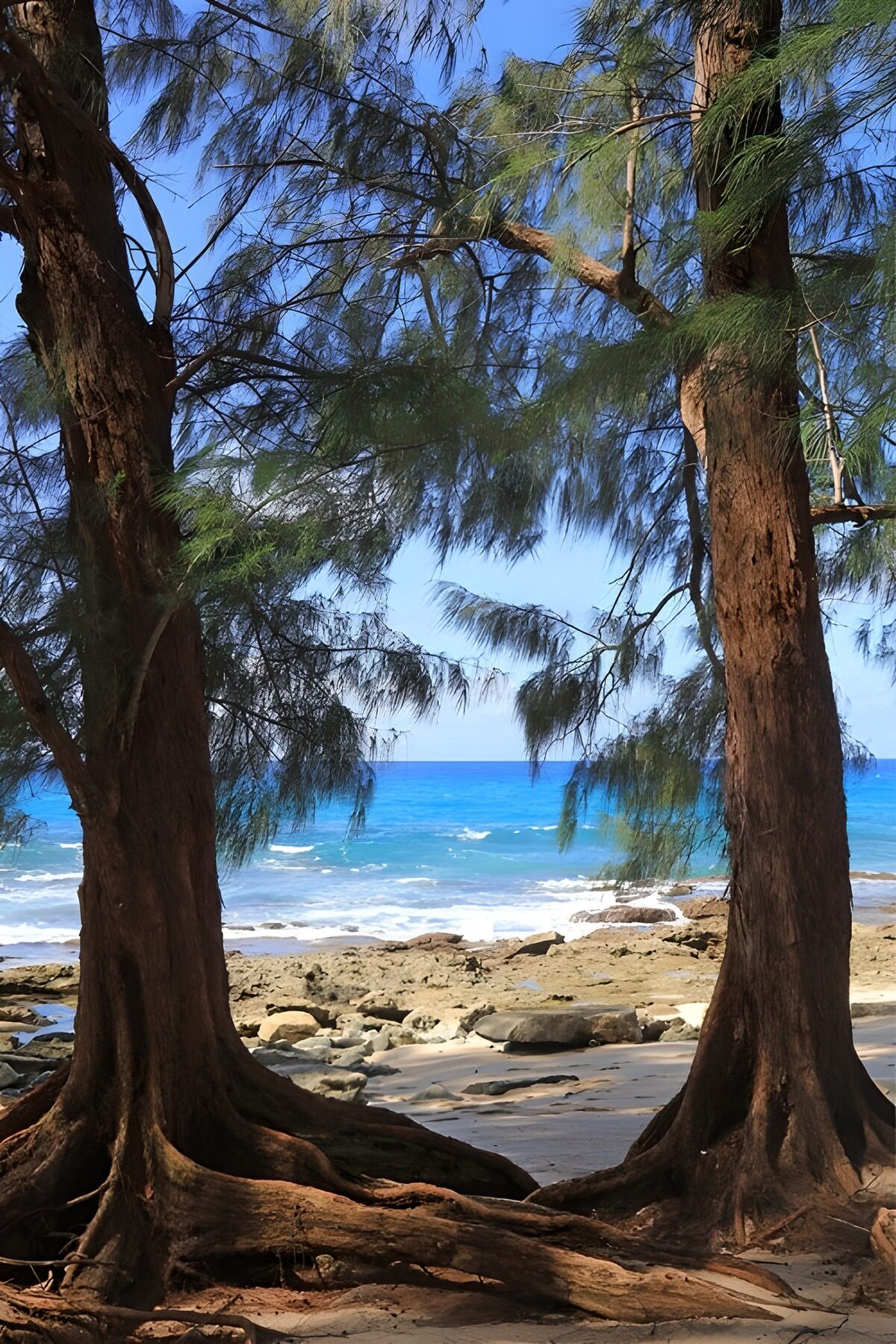OCUK30211: Serene Shoreline Framed by Trees