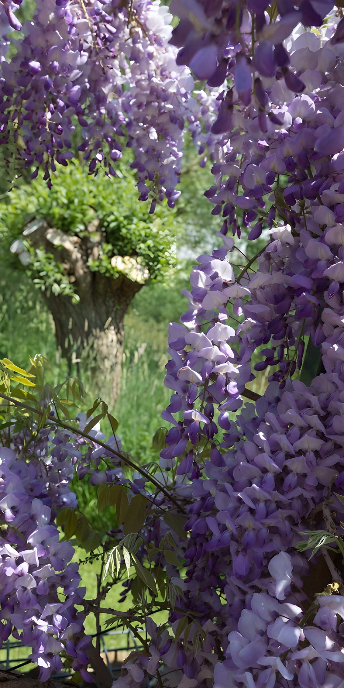 OCUK25512: Blossoming Wisteria Canopy