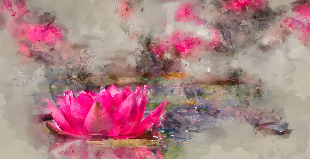 OCUK45586: Serene Pink Lotus in Bloom