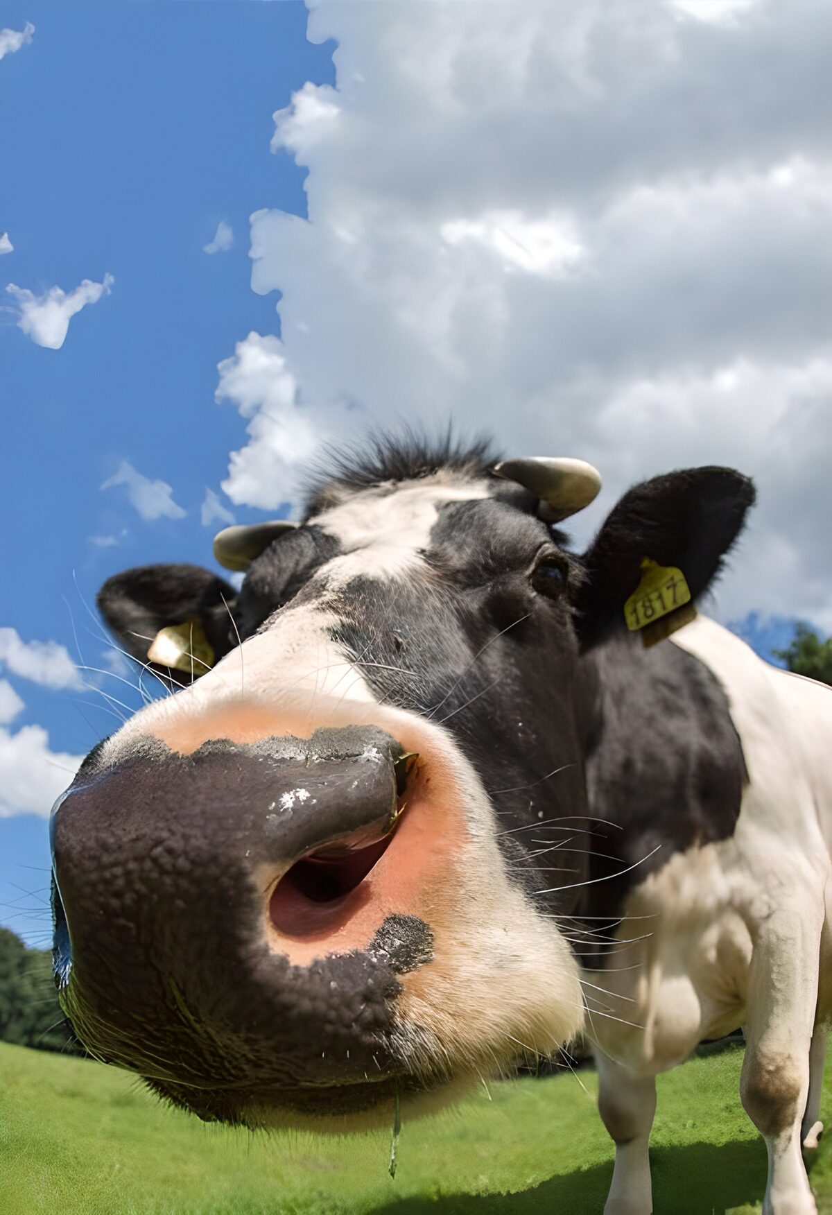 OCUK20281: Head of cow