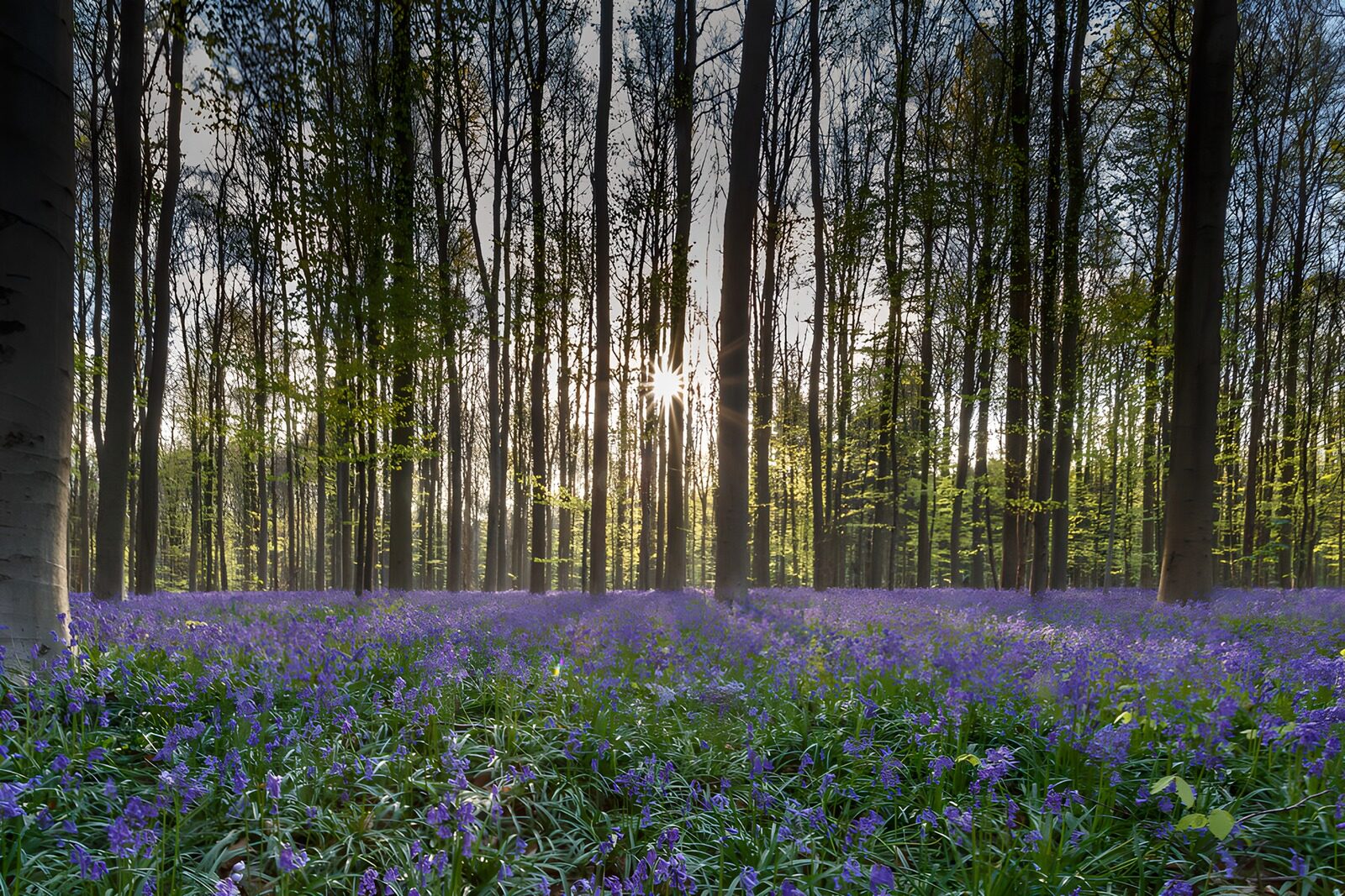 OCUK26459: Enchanted Bluebell Forest