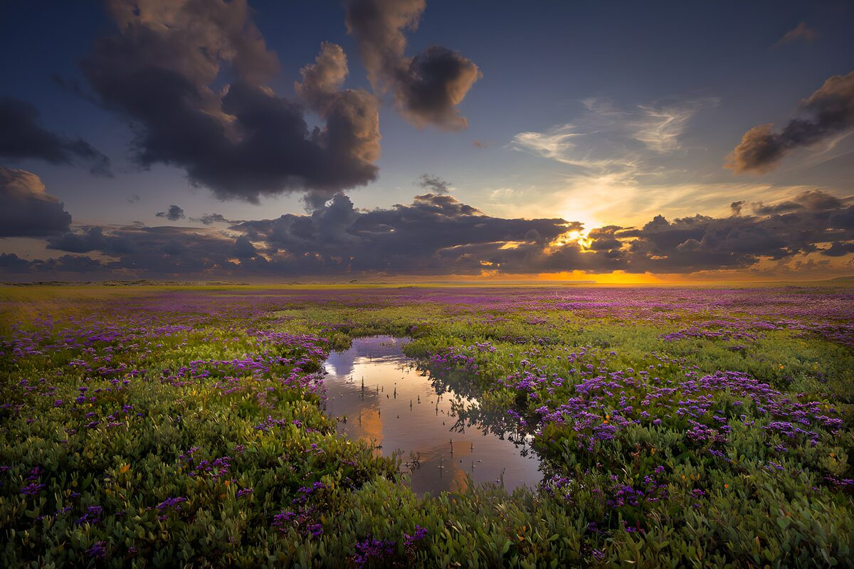 OCUK49147: Serene Sunset Over Purple Flower Field