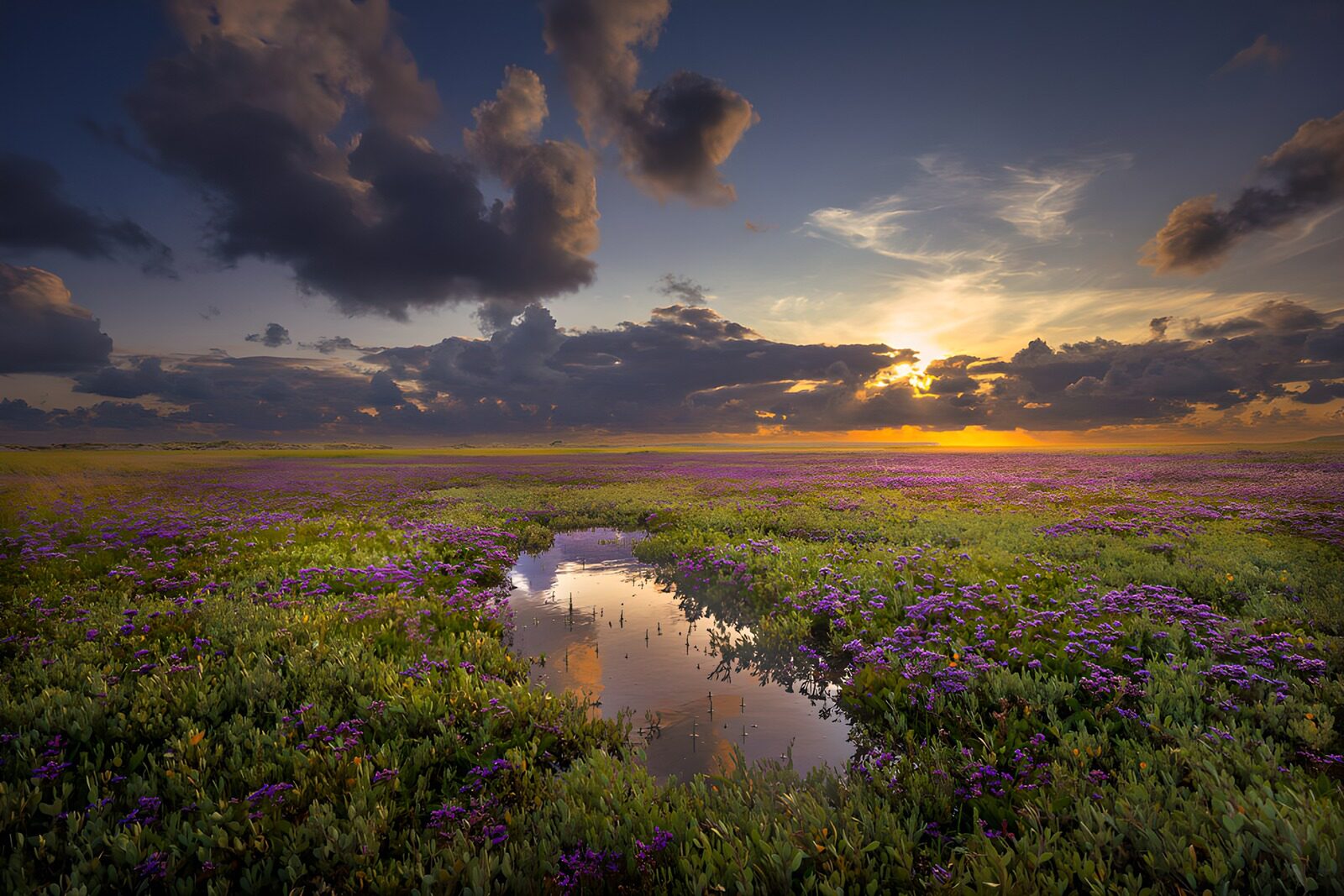OCUK49147: Serene Sunset Over Purple Flower Field
