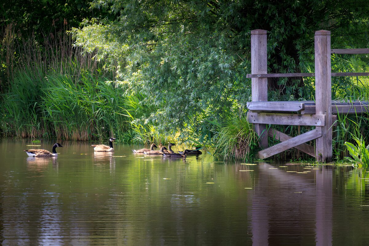 Geese on a Quiet Riverbank