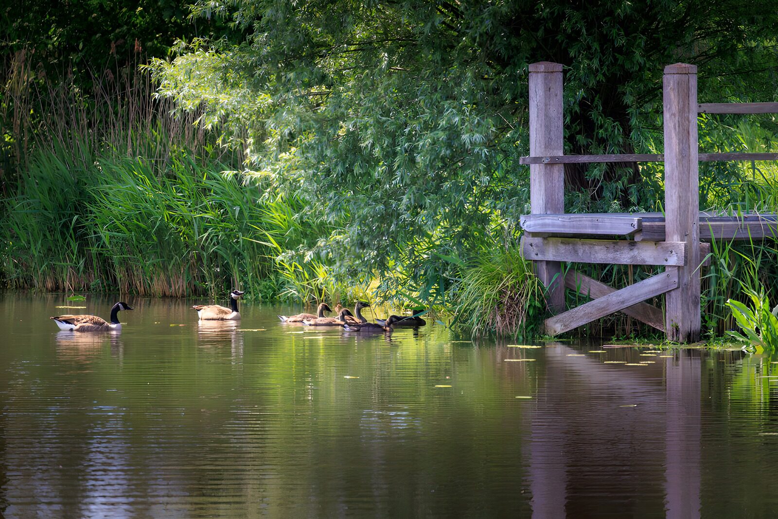 OCUK56916: Geese on a Quiet Riverbank