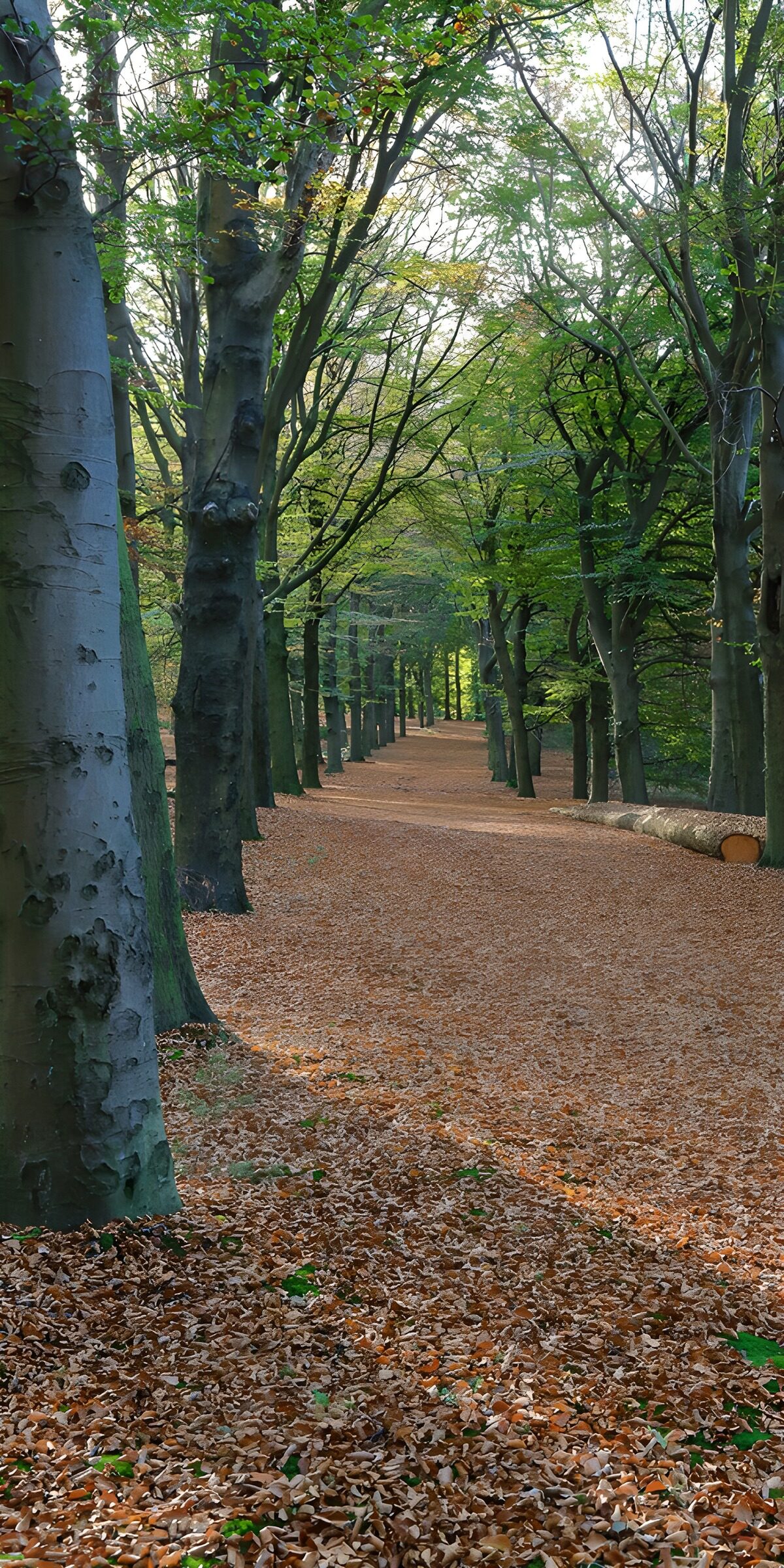 OCUK89967: Serene Autumn Pathway Through the Woods