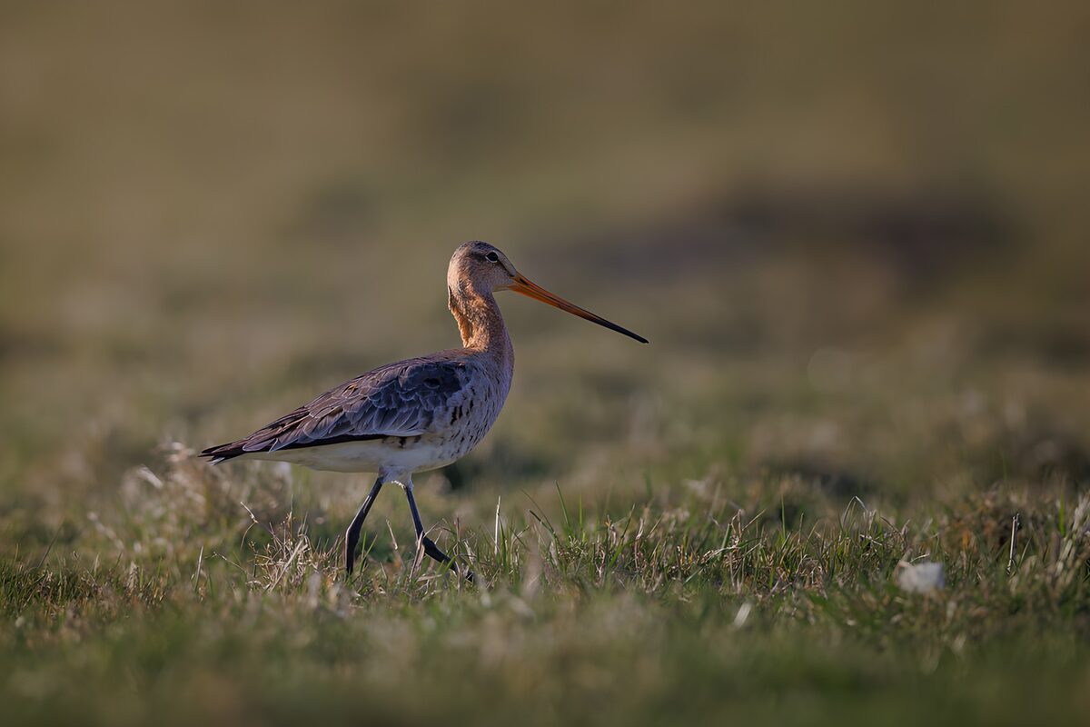 OCUK47691: Elegant Bird Wandering Through Grasslands