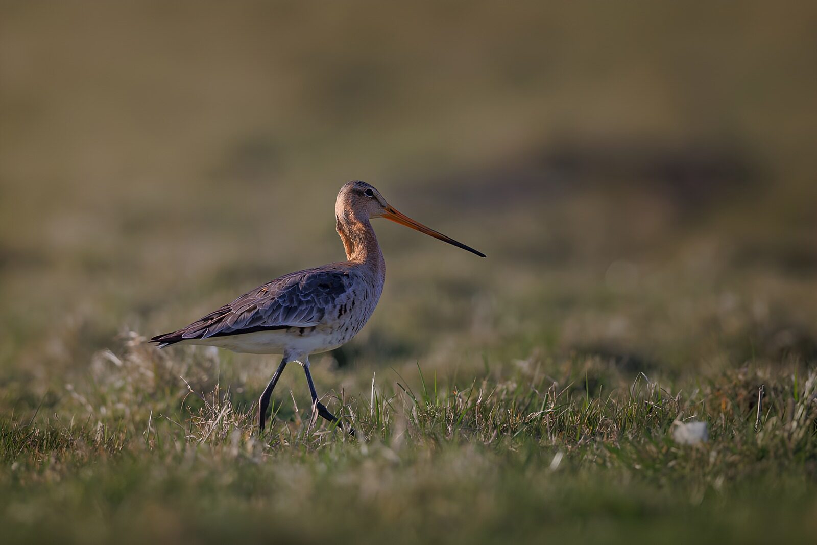 OCUK47691: Elegant Bird Wandering Through Grasslands