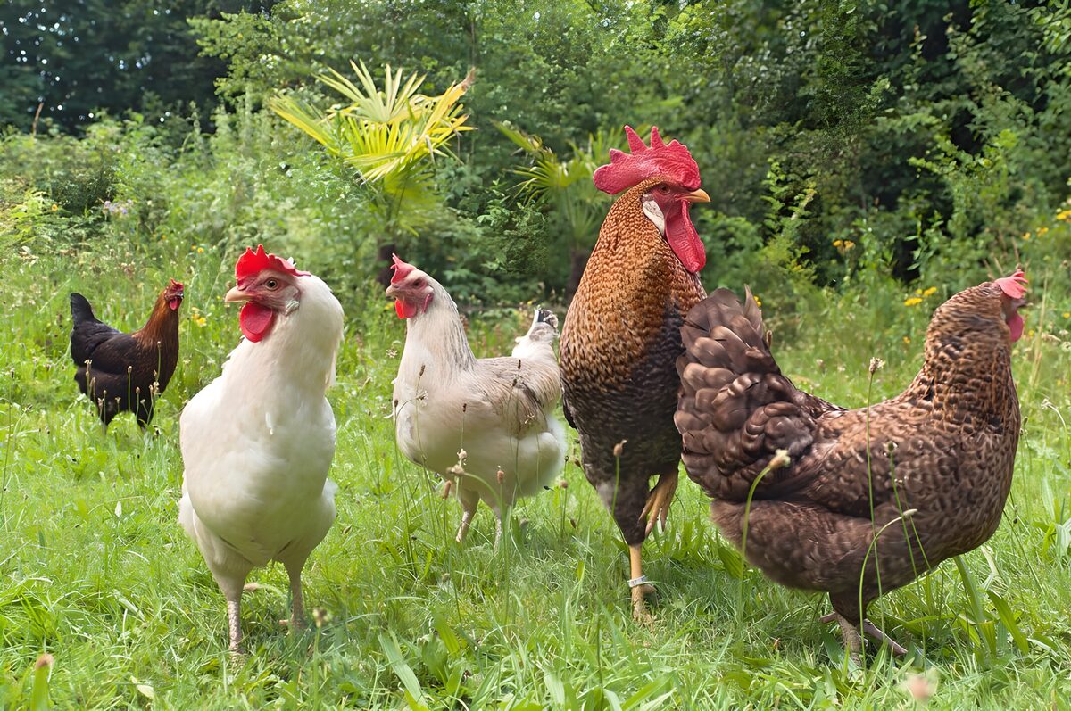 OCUK65334: Seven Chickens Enjoying the Green Meadow