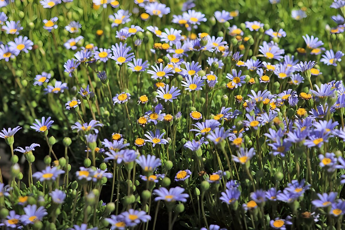 Vibrant Purple and Yellow Flowers Blooming