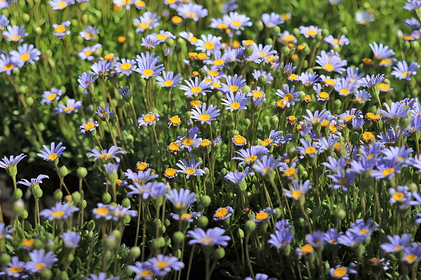 OCUK85102: Vibrant Purple and Yellow Flowers Blooming
