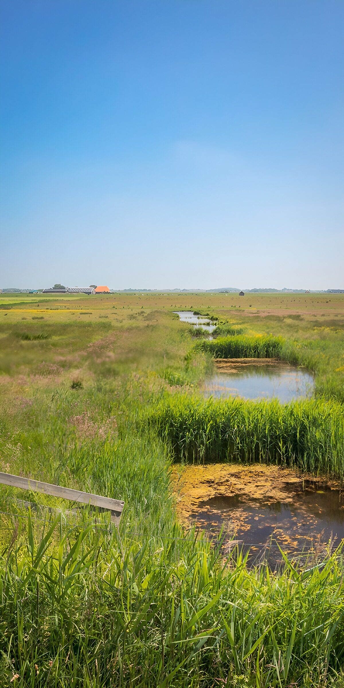 OCUK14074: Serene Wetlands Under a Clear Sky