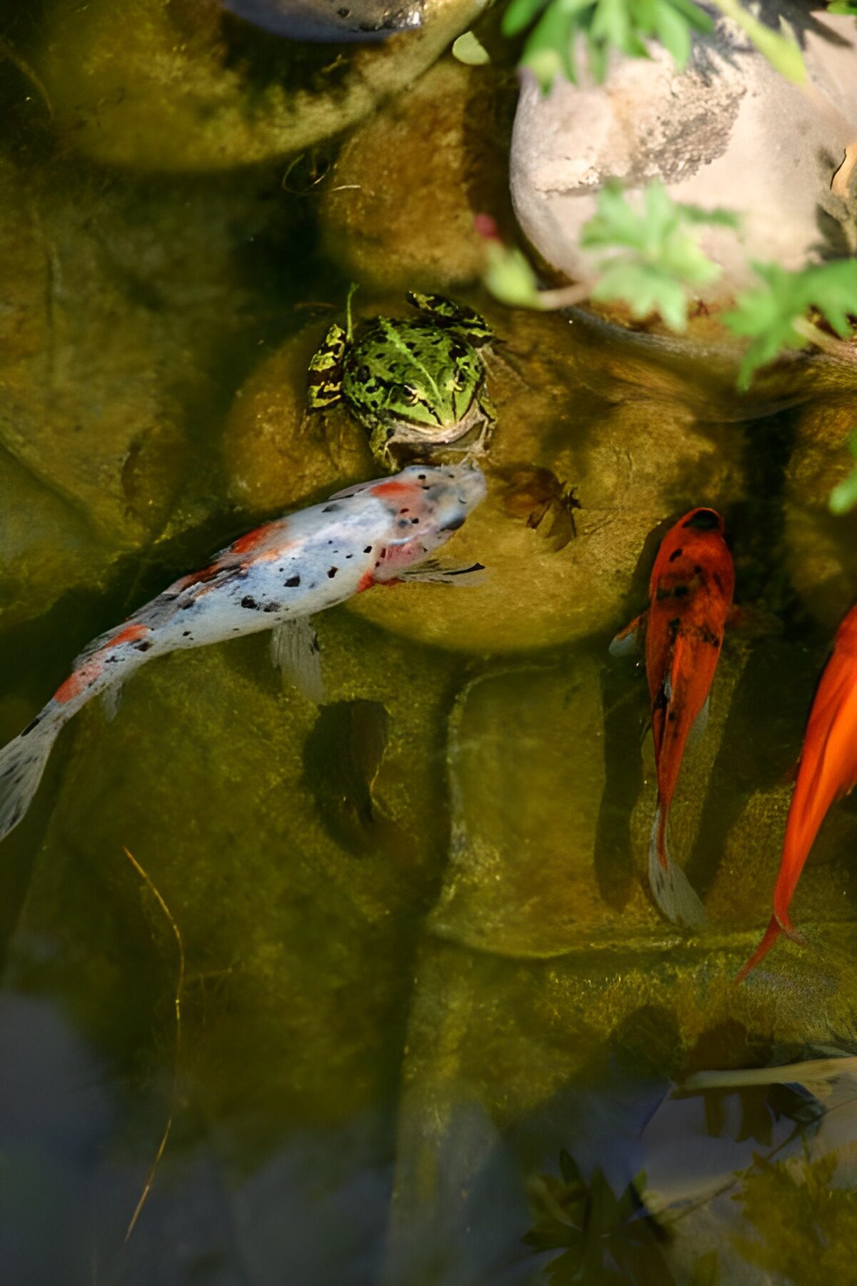 OCUK99282: Frog 7