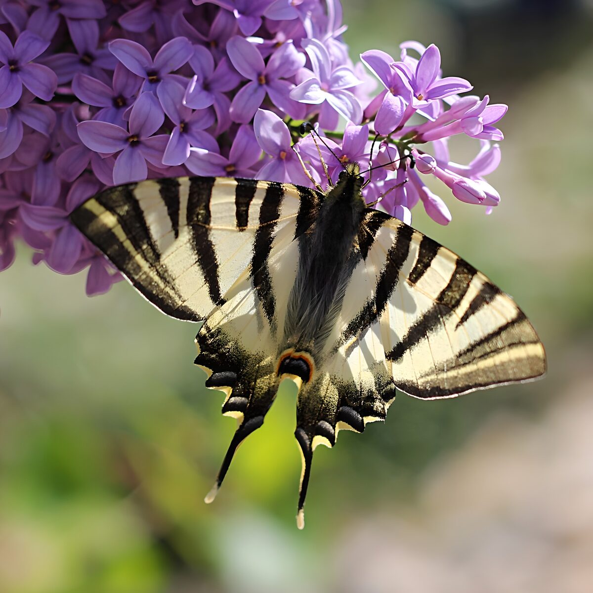 Beautiful Swallowtail Butterfly on Lilacs