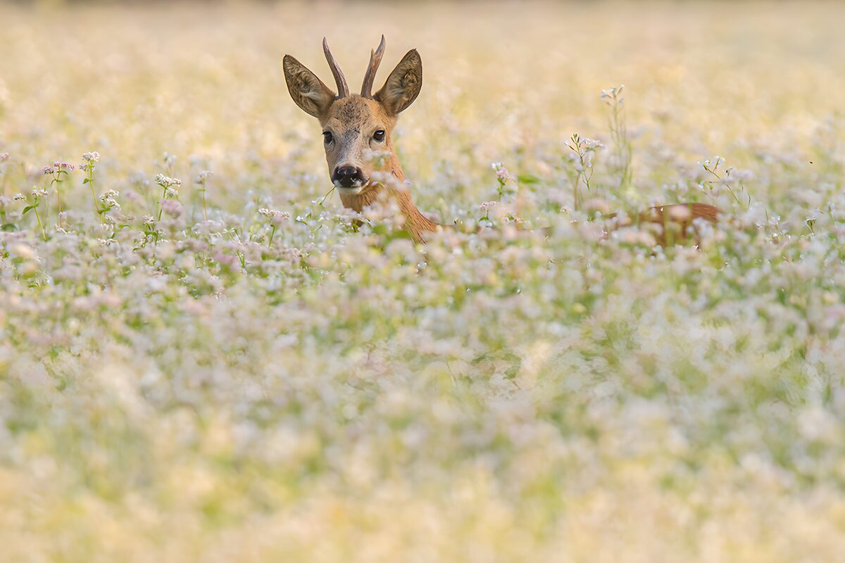 OCUK34606: Roe Deer in Flowering Meadow