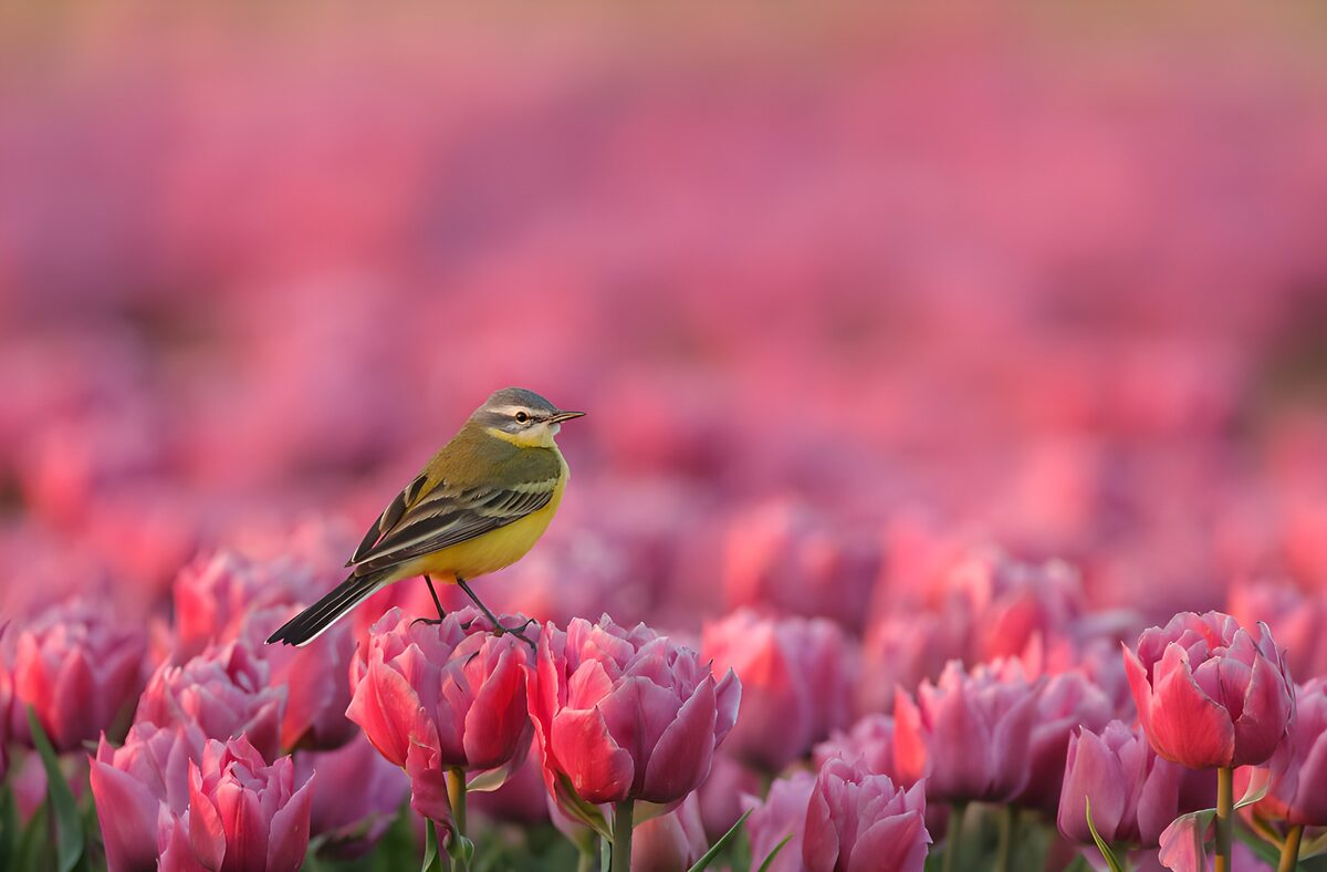 OCUK69149: Bird Amidst Blooming Tulips