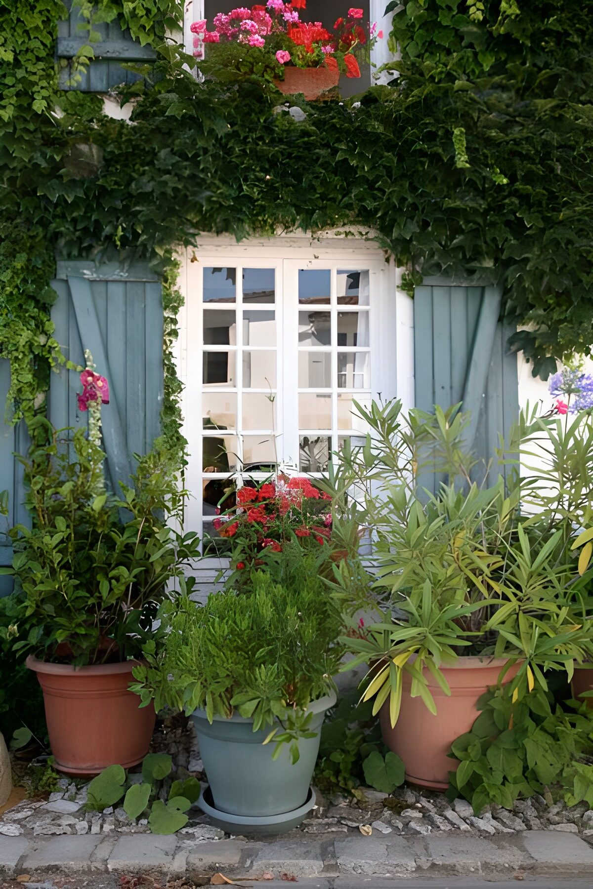 OCUK82894: Flower pots with plants and ivy next to the window