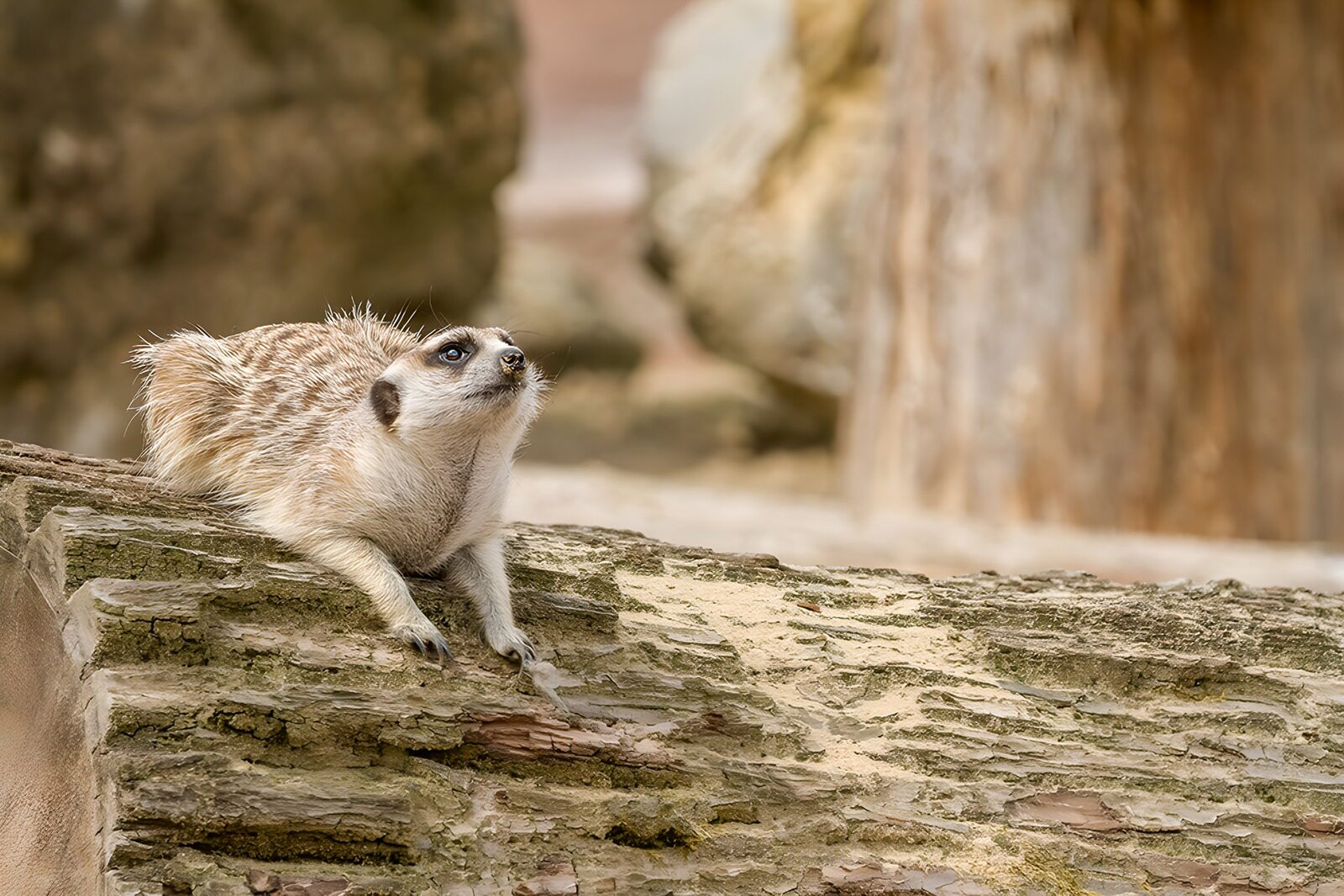 OCUK35901: Curious Meerkat on a Log