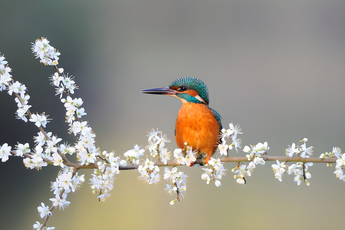 Kingfisher Among Blossoms