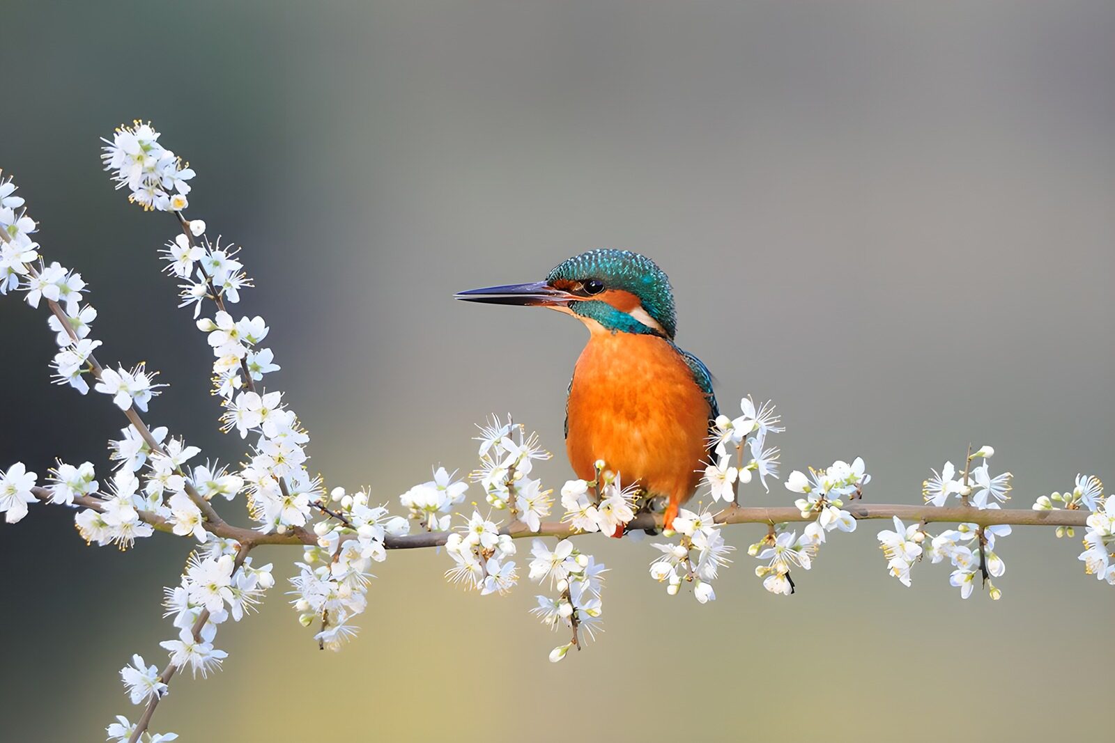 OCUK59667: Kingfisher Among Blossoms