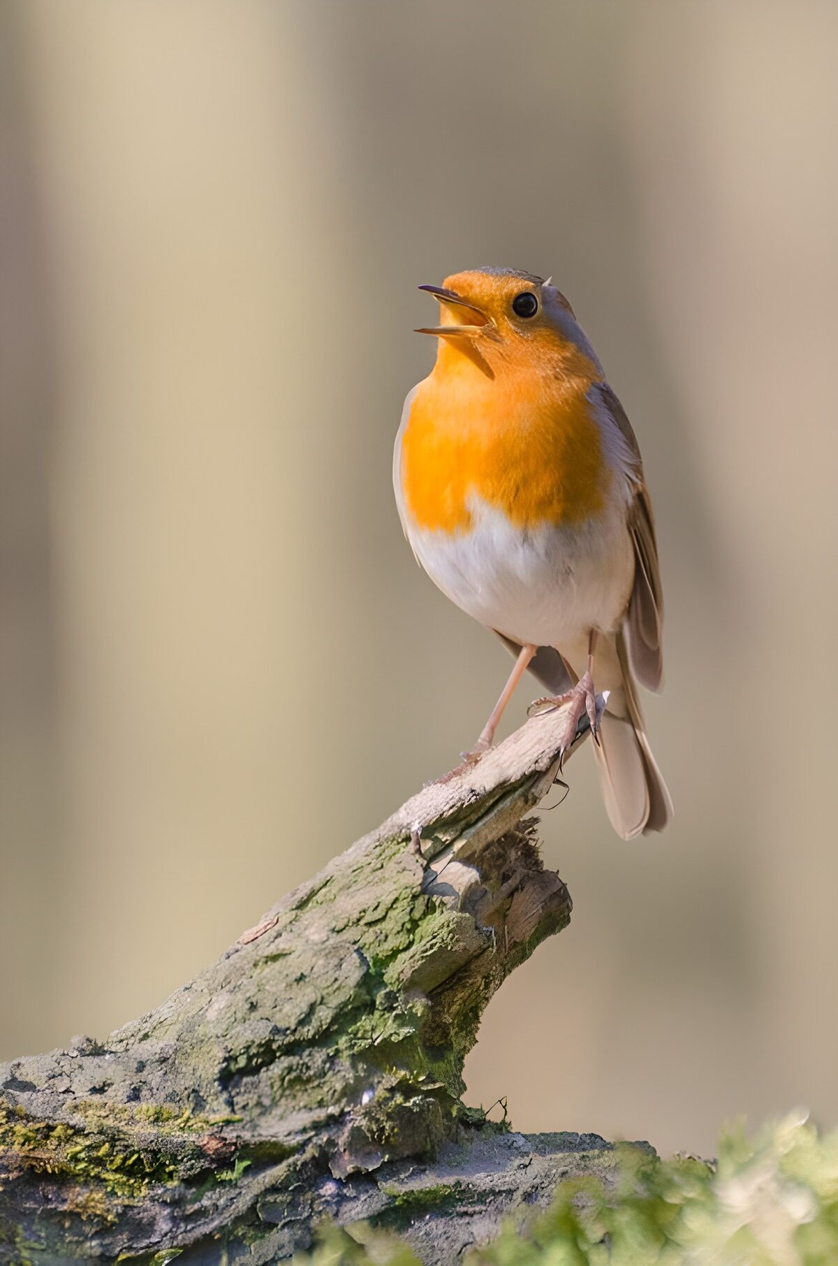OCUK11568: Charming Robin on a Branch