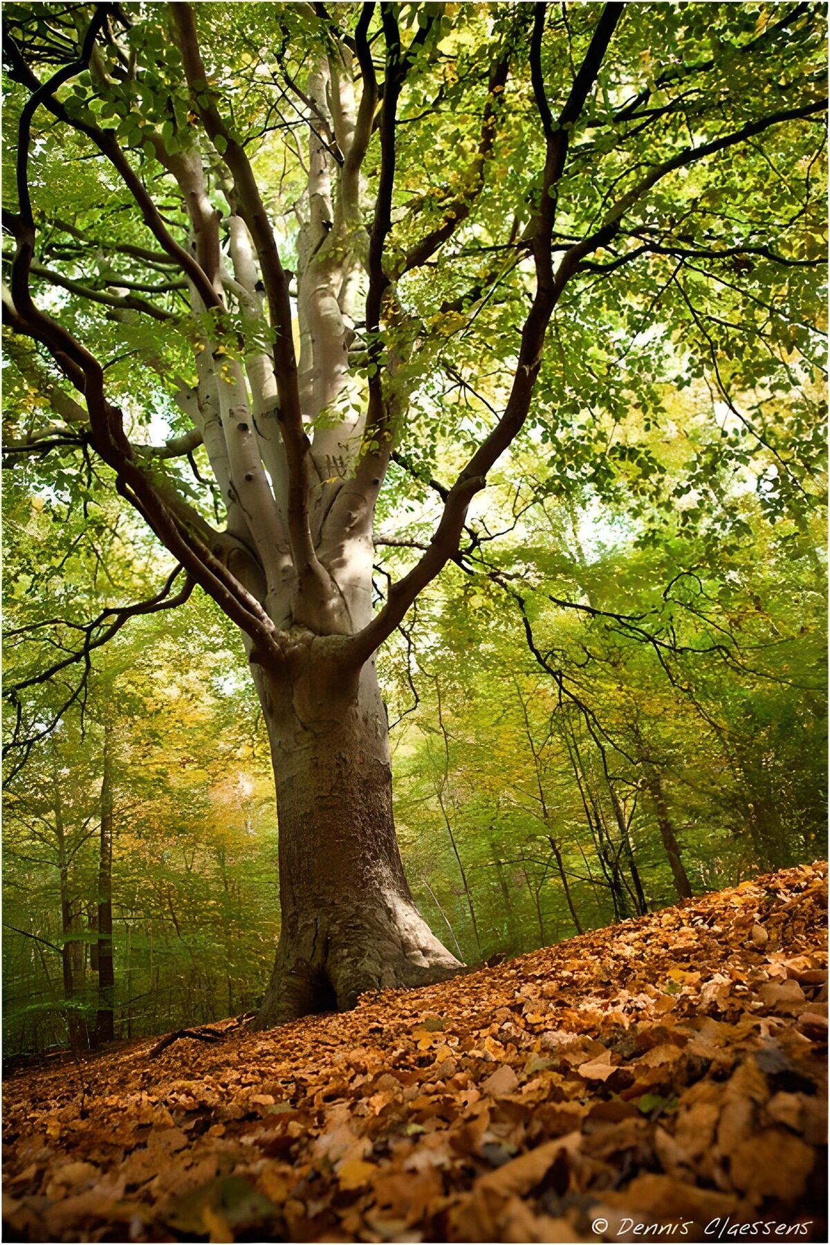 Majestic Autumn Tree in the Forest