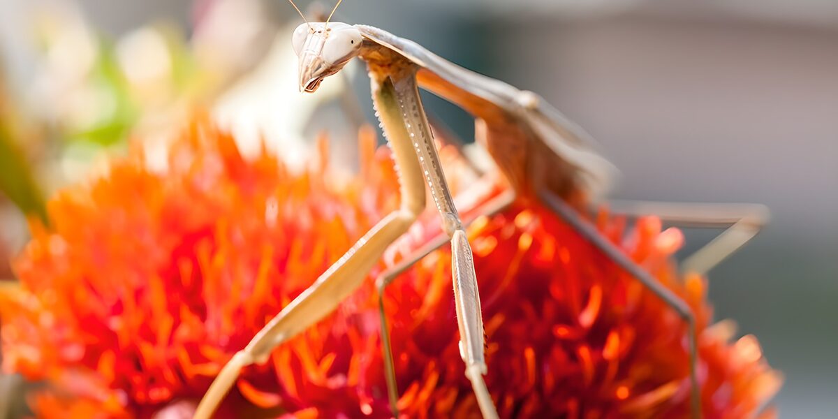 OCUK22103: Praying Mantis on Vibrant Flower