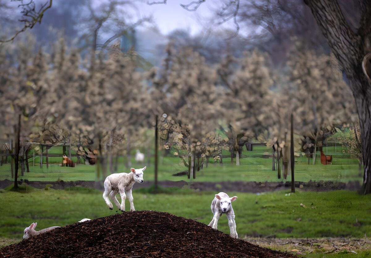 Playful Lambs on a Mulch Hill