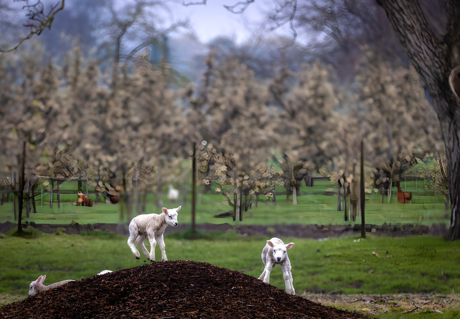OCUK34020: Playful Lambs on a Mulch Hill