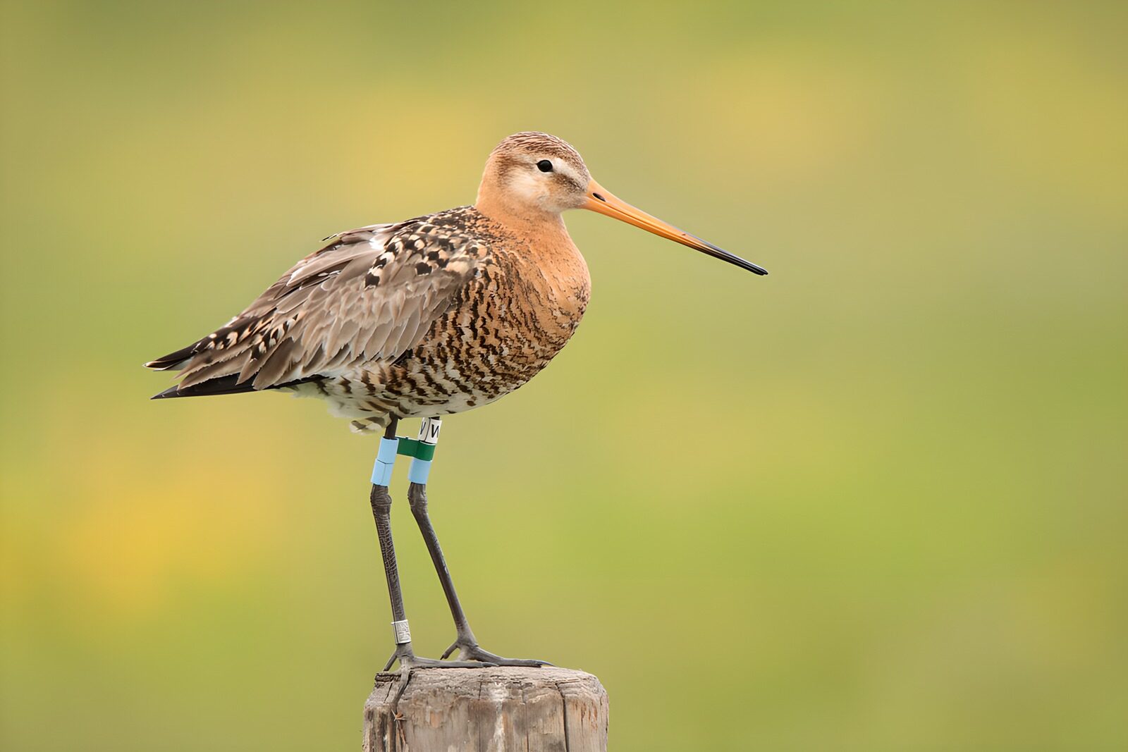 OCUK17540: Elegant Shorebird on a Post
