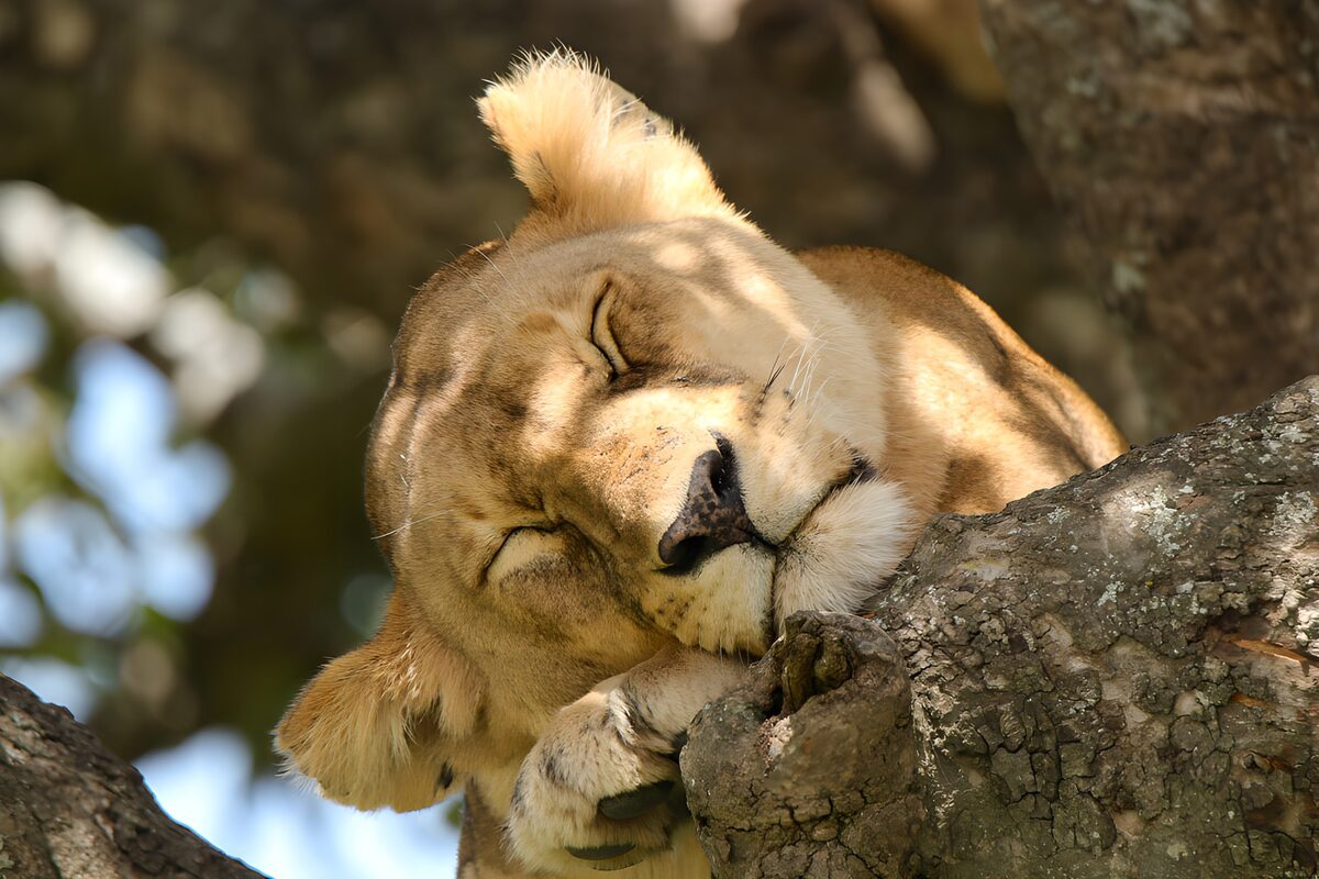 Lioness Resting on a Tree Branch