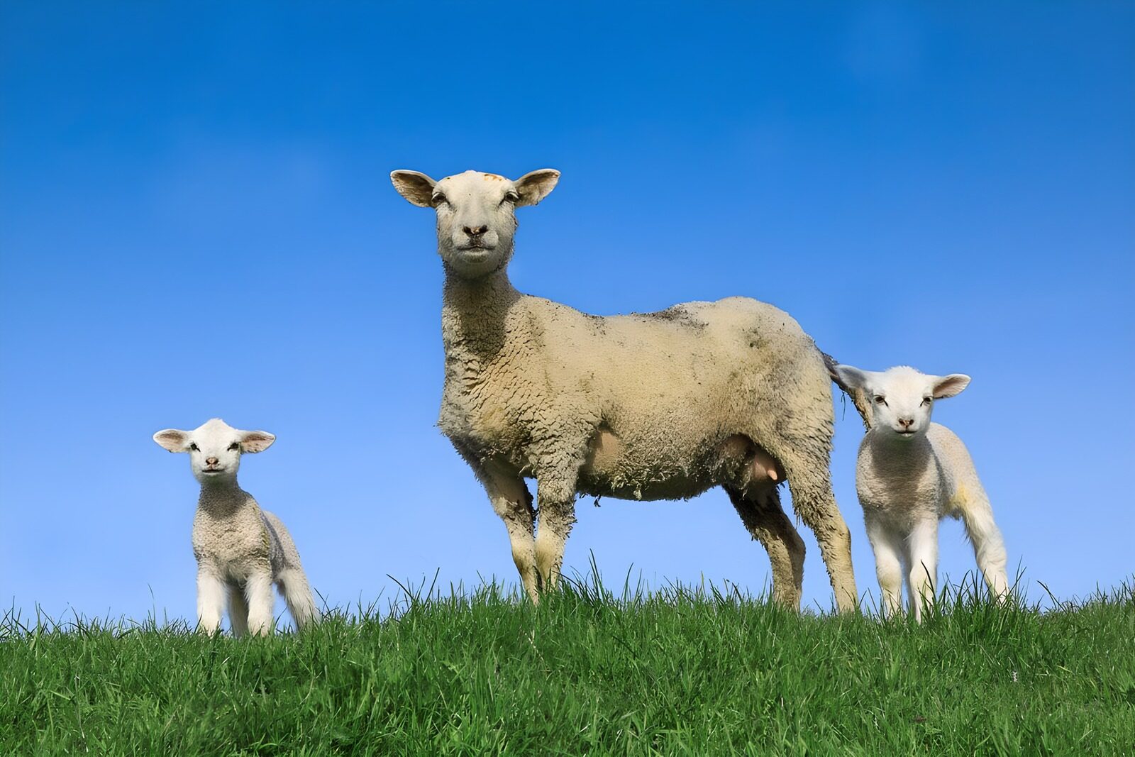 OCUK43404: Lambs on a dike 2