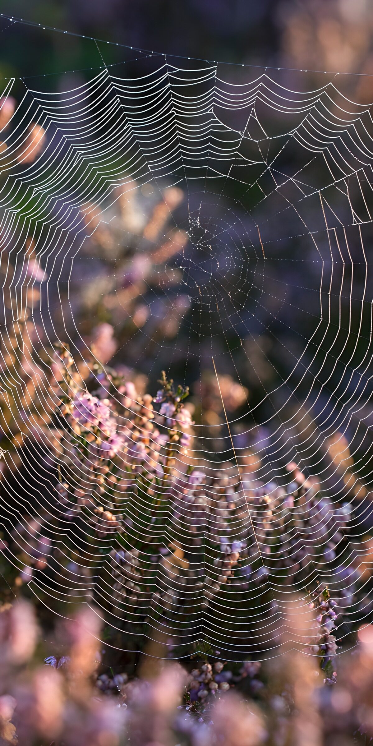 OCUK93901: Delicate Web Among Flowers