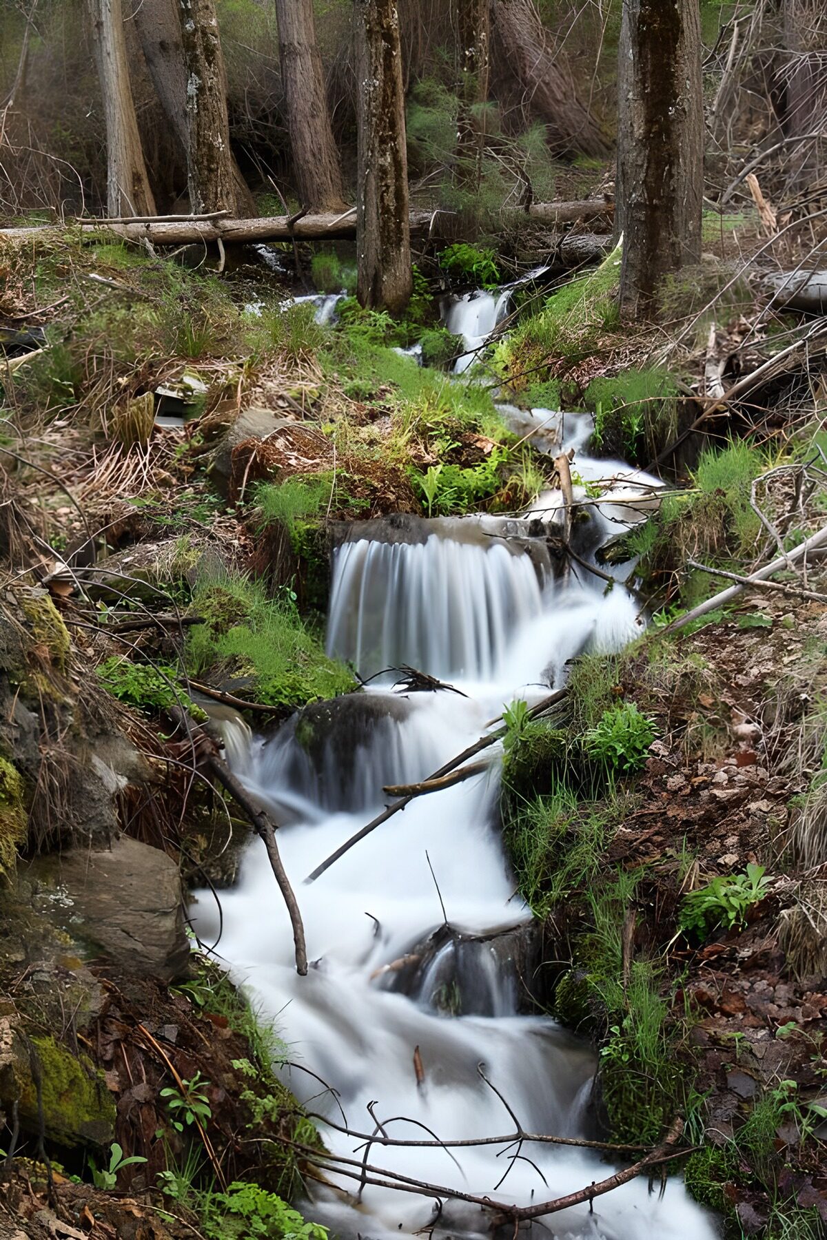 OCUK64994: Serene Forest Stream Flowing Through Nature