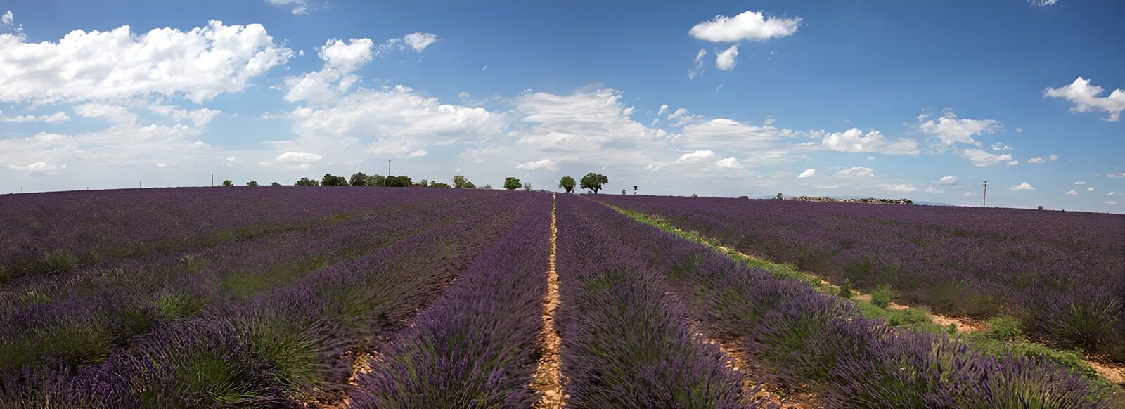OCUK48735: Lavender Fields Under Blue Skies