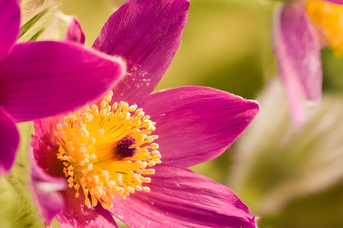 Flower photo 158