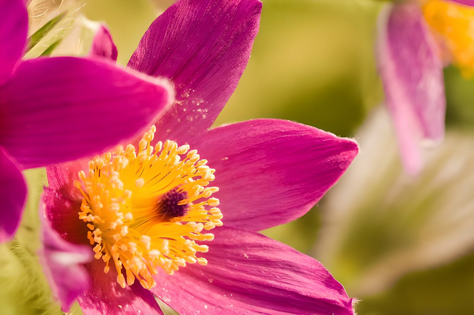 OCUK56116: Flower photo 158