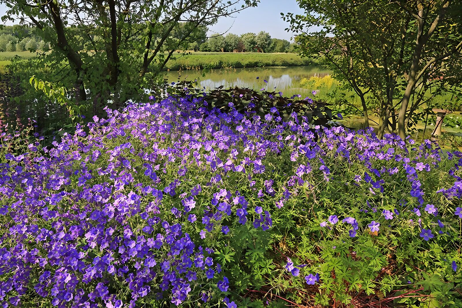 OCUK49795: Field of purple flowers