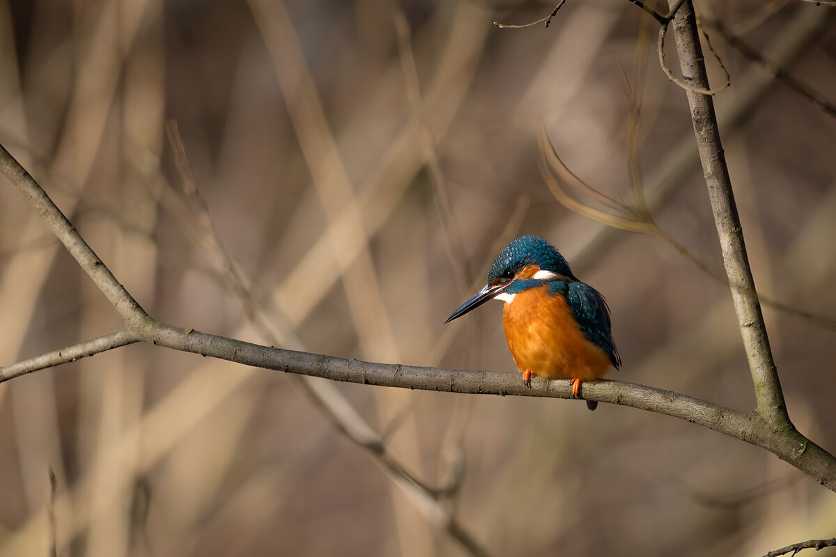 OCUK38557: Vibrant Kingfisher on a Branch