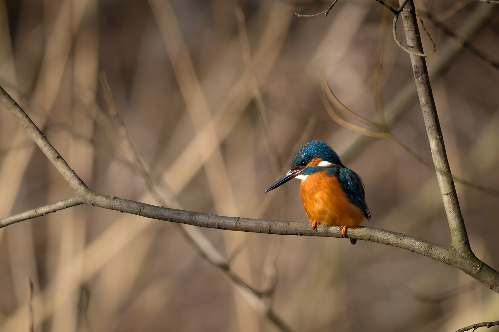 OCUK38557: Vibrant Kingfisher on a Branch