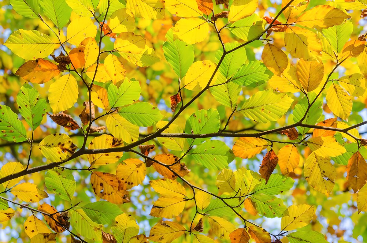 OCUK96650: Vibrant Autumn Leaves