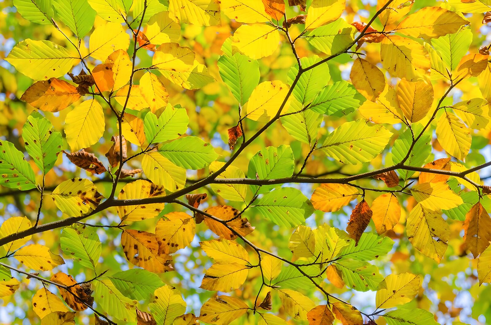 OCUK96650: Vibrant Autumn Leaves